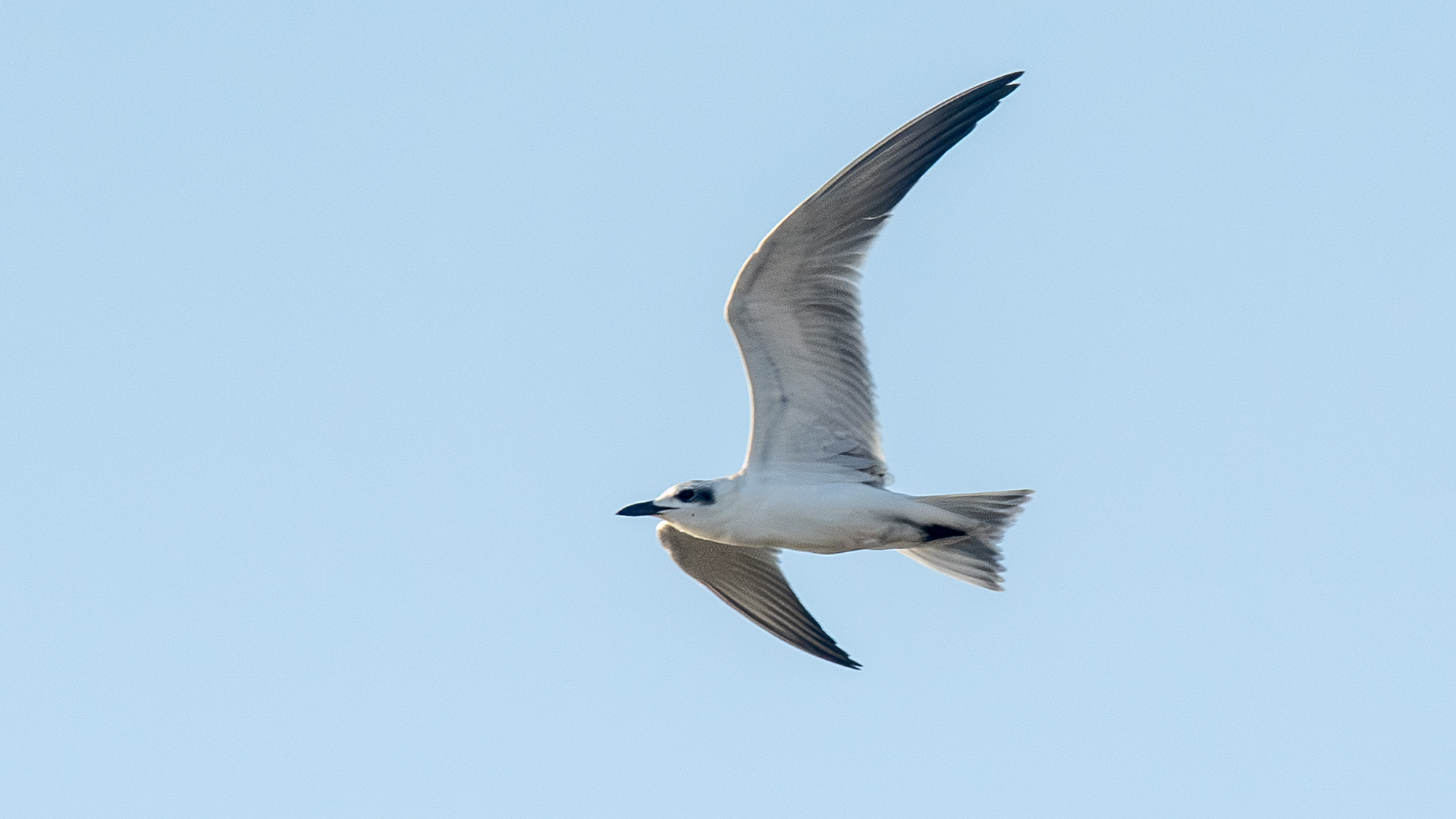 Gull-billed Tern